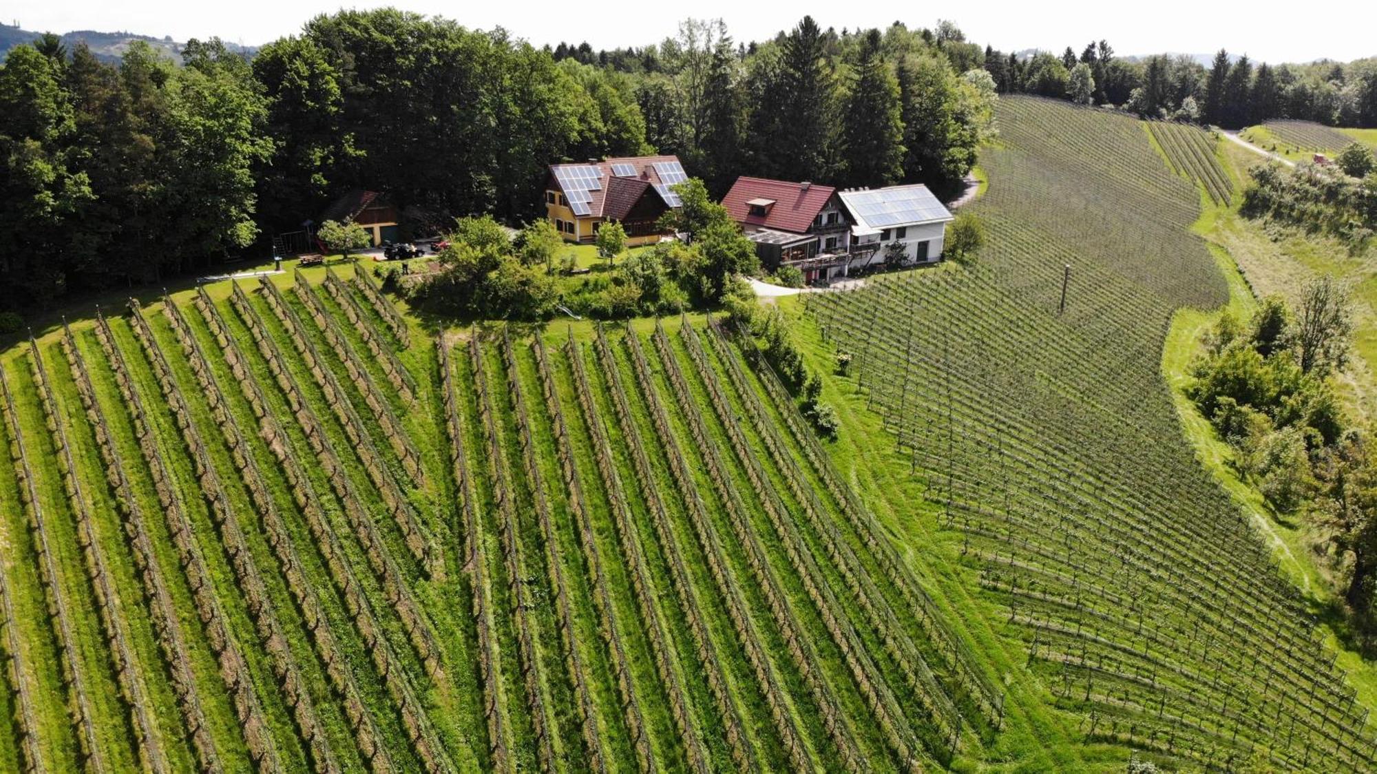 Bed and Breakfast Weingut Spitzypeitler Leutschach Exteriér fotografie